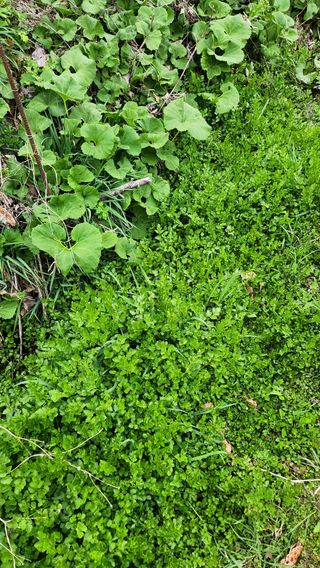 모실표고님의 자유주제 · 자유게시판 작성글 사진