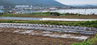 통영바닷가님의 고추 · 영농일지 작성글 사진