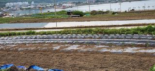 통영바닷가님의 고추 · 영농일지 작성글 사진