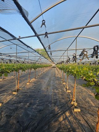 박종숙님의 포도 · 영농일지 작성글 사진