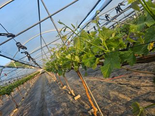 박종숙님의 포도 · 영농일지 작성글 사진