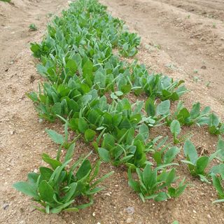 이소영님의 시금치 · 영농일지 작성글 사진