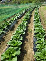 팜모닝 자유주제·자유게시판 게시글 이미지