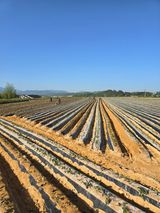 팜모닝 고구마·영농일지 게시글 이미지