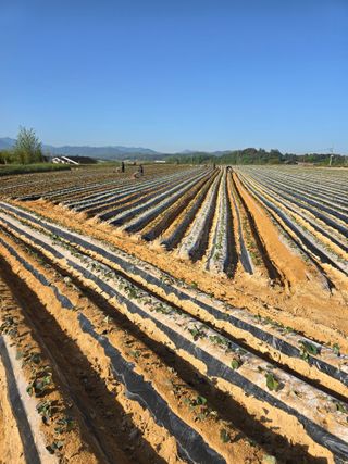 김학룡님의 고구마 · 영농일지 작성글 사진