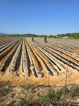 김학룡님의 고구마 · 영농일지 작성글 사진