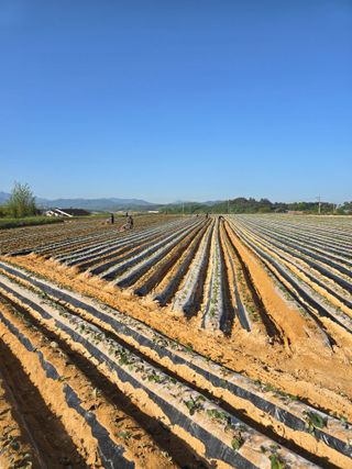 김학룡님의 고구마 · 영농일지 작성글 사진