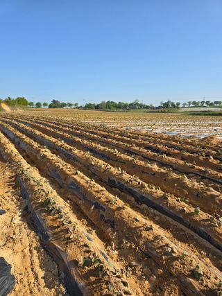 김학룡님의 고구마 · 영농일지 작성글 사진