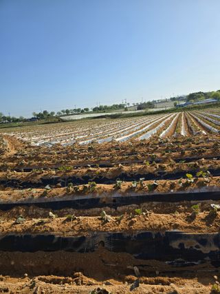 김학룡님의 고구마 · 영농일지 작성글 사진