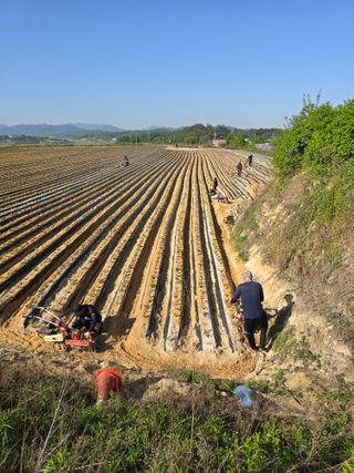 김학룡님의 고구마 · 영농일지 작성글 사진