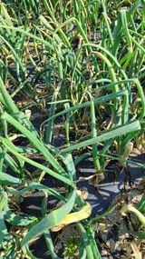 팜모닝 양파·병해충상담 게시글 이미지