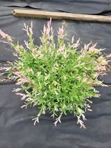 팜모닝 자유주제·자유게시판 게시글 이미지