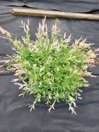 이숙란님의 자유주제 · 자유게시판 작성글 사진