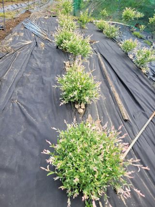 이숙란님의 자유주제 · 자유게시판 작성글 사진