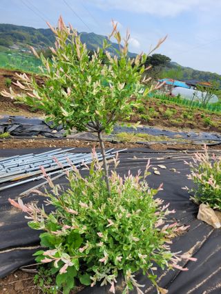 이숙란님의 자유주제 · 자유게시판 작성글 사진