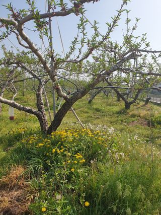 백승란햇사레복숭아님의 그곳에서 농사하게 된 계기는? · 참여글 작성글 사진