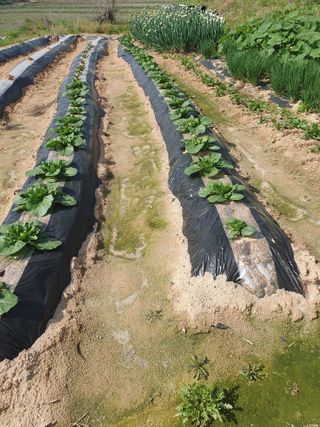 백승란햇사레복숭아님의 그곳에서 농사하게 된 계기는? · 참여글 작성글 사진