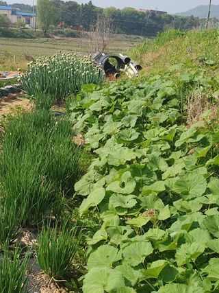 백승란햇사레복숭아님의 그곳에서 농사하게 된 계기는? · 참여글 작성글 사진