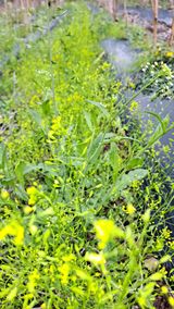 팜모닝 그곳에서 농사하게 된 계기는?·참여글 게시글 이미지