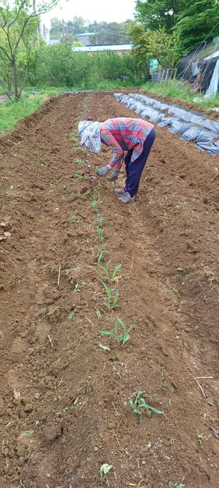 보령 게으른농부님의 자유주제 · 자유게시판 작성글 사진