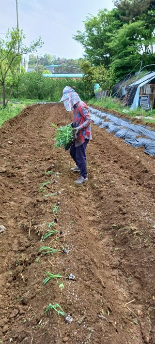 보령 게으른농부님의 자유주제 · 자유게시판 작성글 사진