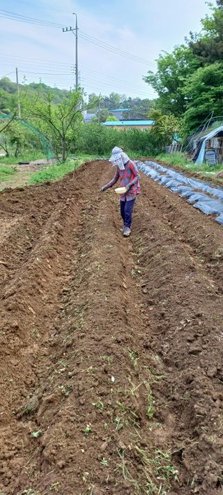 보령 게으른농부님의 자유주제 · 자유게시판 작성글 사진