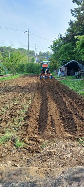 보령 게으른농부님의 자유주제 · 자유게시판 작성글 사진