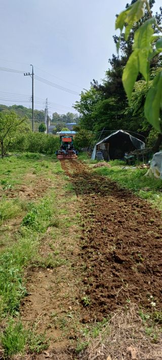 보령 게으른농부님의 자유주제 · 자유게시판 작성글 사진