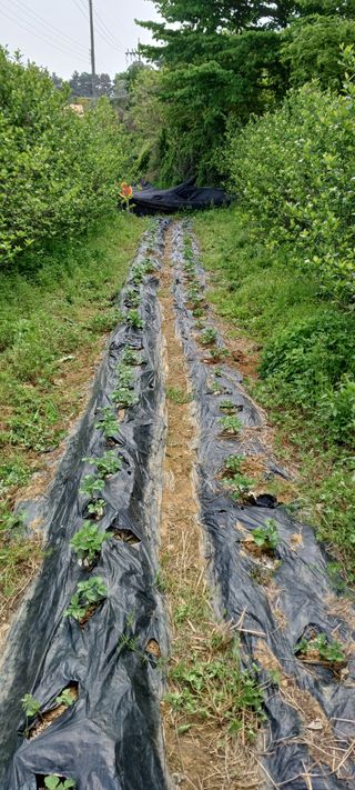 보령 게으른농부님의 자유주제 · 자유게시판 작성글 사진