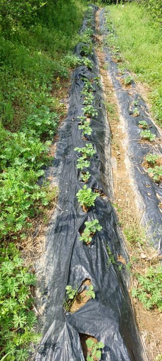 보령 게으른농부님의 자유주제 · 자유게시판 작성글 사진