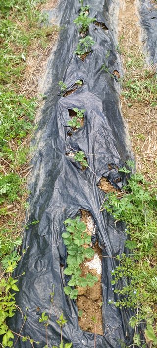 보령 게으른농부님의 자유주제 · 자유게시판 작성글 사진