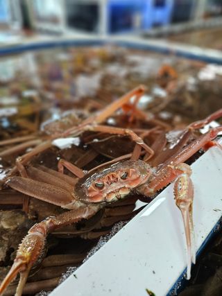 노가네수산님의 자유주제 · 사진전 작성글 사진