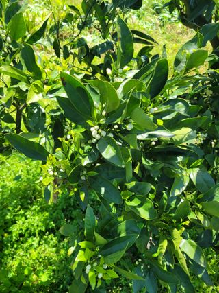 서귀포달코롬감귤농원님의 귤 · 일상 작성글 사진