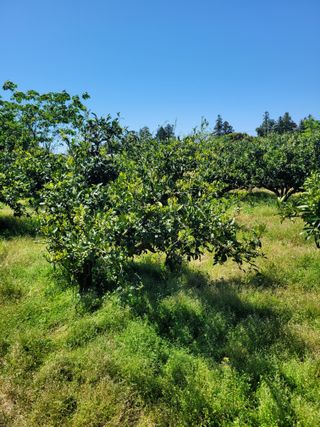 서귀포달코롬감귤농원님의 귤 · 일상 작성글 사진