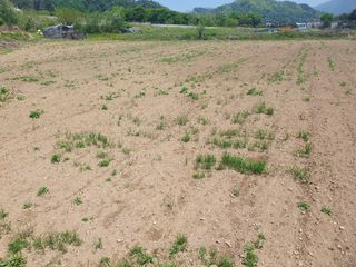 들깨13718님의 농사, 무엇이든 물어보세요! · 참여글 작성글 사진