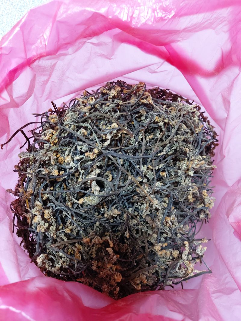 장터 상품 [경남하동 자연산 먹고사리 600g] 썸네일