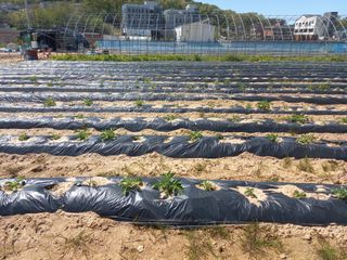 Happy100w님의 고구마 · 자유게시판 작성글 사진