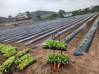 Happy100w님의 고구마 · 자유게시판 작성글 사진