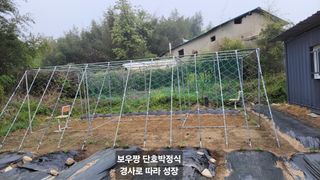 김중언님의 호박 · 영농일지 작성글 사진