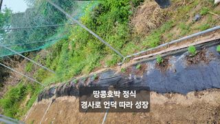 김중언님의 호박 · 영농일지 작성글 사진