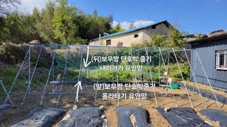 김중언님의 호박 · 영농일지 작성글 사진