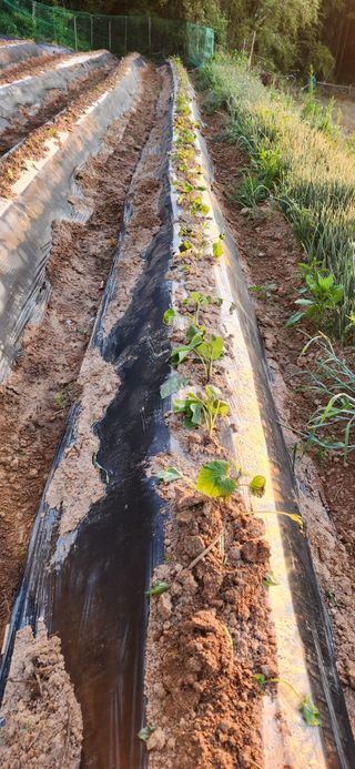 품질좋은농산물생산님의 자유주제 · 사진전 작성글 사진