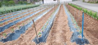 품질좋은농산물생산님의 자유주제 · 사진전 작성글 사진