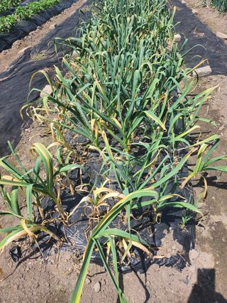 감자15155님의 마늘 · 병해충상담 작성글 사진