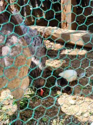 권지연.옥천.님의 자유주제 · 자유게시판 작성글 사진