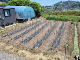 외포댁님의 고추 · 영농일지 작성글 사진