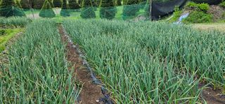 윤태희님의 마늘 · 영농일지 작성글 사진