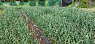 윤태희님의 마늘 · 영농일지 작성글 사진