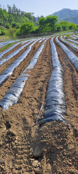 용호님의 고추 · 영농일지 작성글 사진