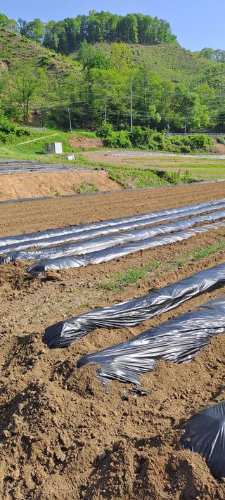 용호님의 고추 · 영농일지 작성글 사진